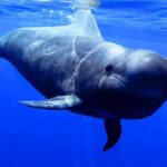 observation-baleines-tenerife